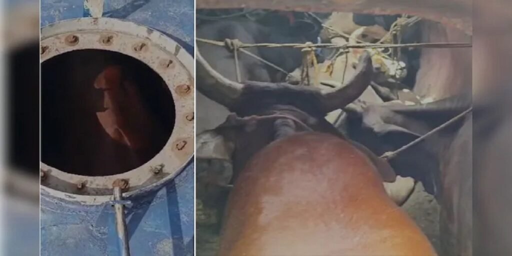 पुष्पा स्टाइल में गो-तस्करी! ऑयल टैंकर से निकले दर्जनों गाय-बैल, VIDEO देख हैरान रह जाएंगे