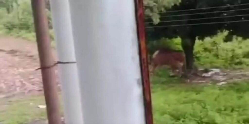 हथनी और शावक ने मचाया जमकर उत्पात, हमले में किसान समेत 2 की मौत, इलाके में दहशत का माहौल