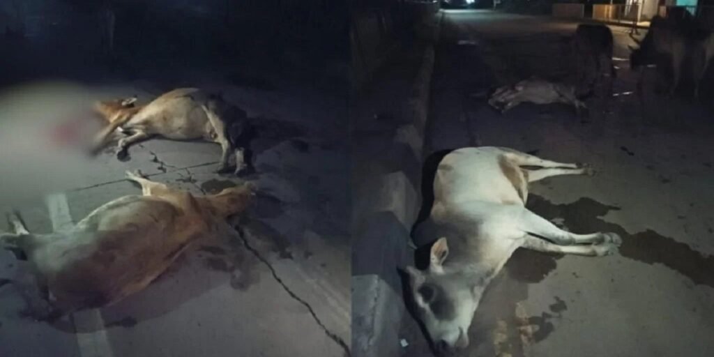 CG News : नेशनल हाइवे पर अज्ञात वाहन की टक्कर से 25 मवेशियों की मौत, गौ रक्षकों में भारी आक्रोश