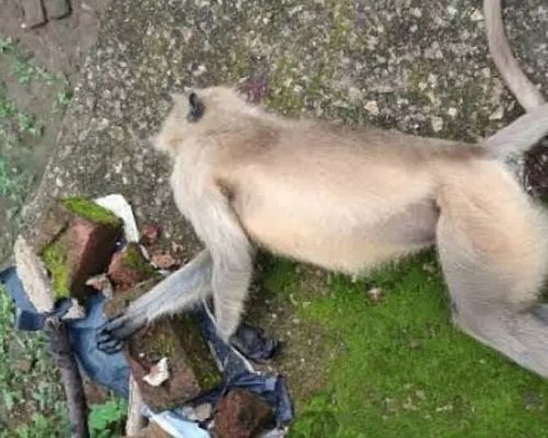 बंदर की एयर गन से गोली मारकर हत्या, जांच में जुटी वन विभाग की टीम