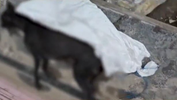 युवक को काटते ही कुत्ते की मौत, इलाके में बनी चर्चा का विषय