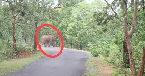 गरियाबंद जिला की रिहायशी इलाके में घुसा दंतेल हाथी देखने जुटी भीड़ वनविभाग द्वारा जंगली हाथियों पर पैनी नजर गांव में कराई जा रही मुनादी