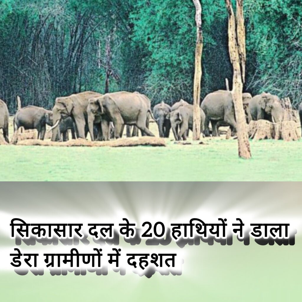 सिकासार दल के 20 हाथियों ने डाला डेरा,खेतों की ओर जाने से डर रहे किसान, धान-मक्का की फसल को भारी नुकसान