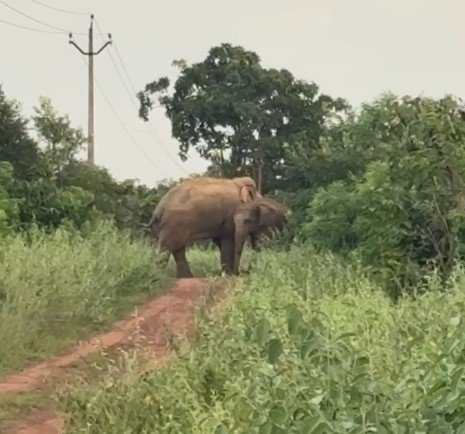 नागझर–बोड़राबांधा इलाके में दो दंतैल हाथियों का डेरा, वन विभाग की टीम निगरानी में तैनात