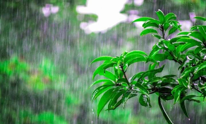 कई जिलों में झमाझम बारिश, कई जिलों में रेड अलर्ट जारी