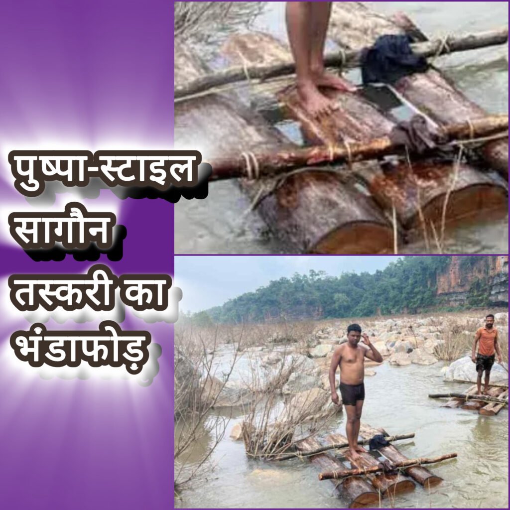 ‘पुष्पा-स्टाइल’ सागौन तस्करी का भंडाफोड़ : गरियाबंद वन विभाग की बड़ी कार्रवाई, लाखों की लकड़ी बरामद