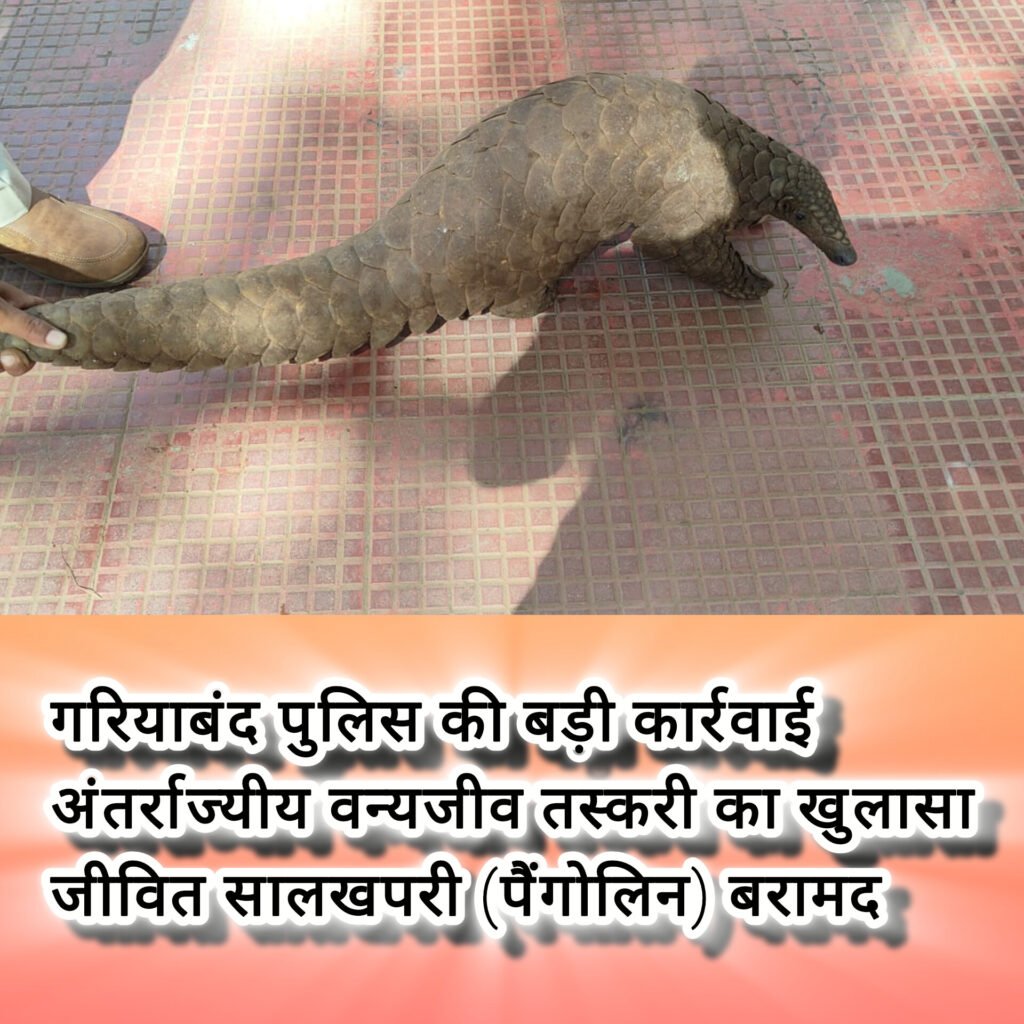 बड़ी खबर : गरियाबंद पुलिस की बड़ी कार्रवाई — अंतर्राज्यीय वन्यजीव तस्करी का खुलासा, जीवित सालखपरी (पैंगोलिन) बरामद, तीन तस्कर गिरफ्तार
