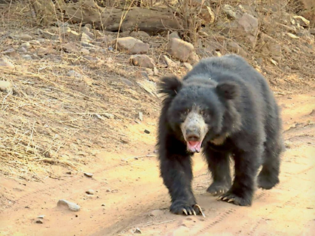 भालू के हमले से दहशत: दो ग्रामीण गंभीर रूप से घायल, क्षेत्र में पांच भालुओं का झुंड सक्रिय