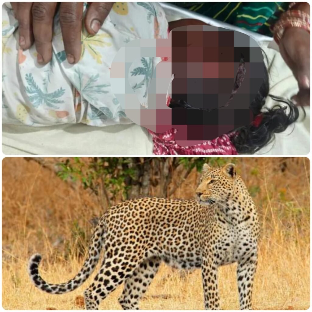 कोदोबत्तर पनटोरा में दहशत: 5 साल की बच्ची पर तेंदुए का हमला, ग्रामीणों में आक्रोश