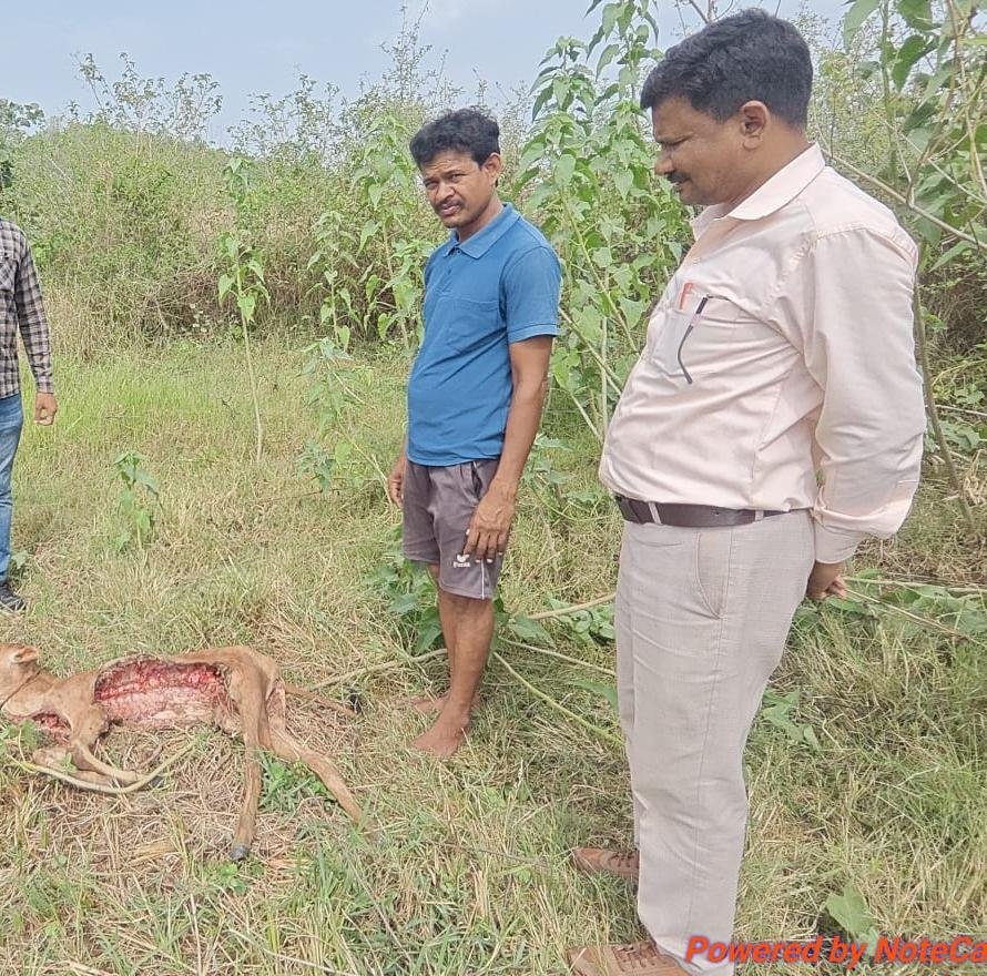 बहेराबुड़ा में तेंदुए का आतंक, घर के बाड़े से बछड़े को उठाकर बनाया शिकार