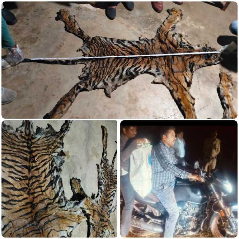 अंतर्राज्यीय वन्यजीव तस्करी गिरोह का भंडाफोड़: दो बाघों की खाल, पैंगोलिन की खाल बरामद, दो आरोपी गिरफ्तार