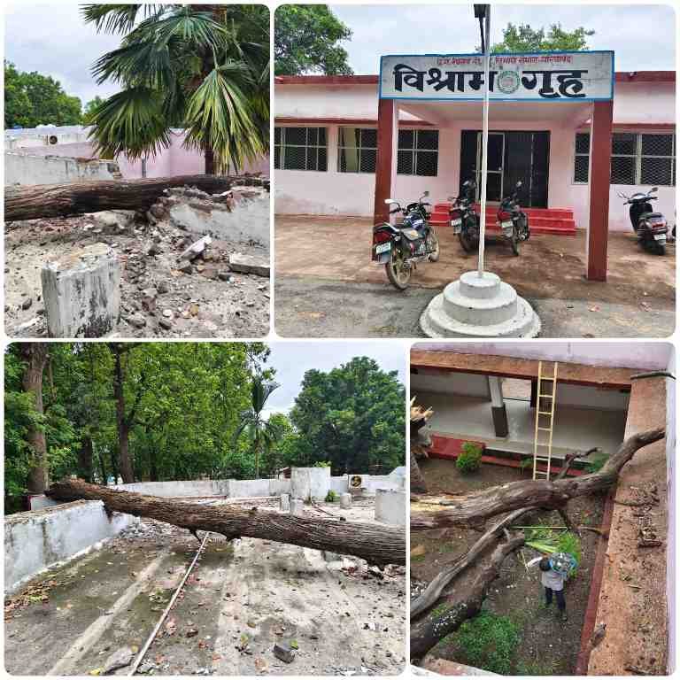 गरियाबंद PWD रेस्ट हाउस में अचानक गिरा साल का विशाल पेड़, बाल-बाल बचे कर्मचारी