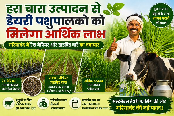 गरियाबंद में रेड नेपियर और हाइब्रिड चारे का नवाचार, दूध उत्पादन बढ़ाने के साथ लागत घटाने की पहल