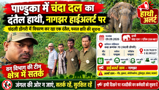 पाण्डुका में चंदा दल का दंतैल हाथी, नागझर हाईअलर्ट पर चंदली डोंगरी में अकेले विचरण कर रहा हाथी, फसल क्षति की सूचना; 6 गांव अलर्ट पर
